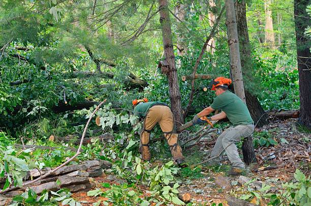 Best Tree Root Removal  in Marlinton, WV